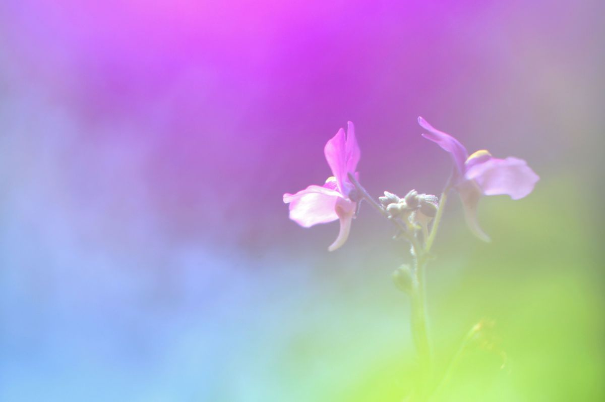 リナリア 姫金魚草 ひらひら 植物 花 花びら Ganref