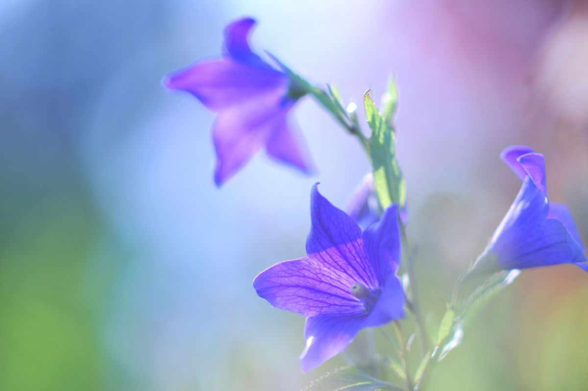 キキョウ 立秋 植物 花 花びら Ganref キキョウ 立秋 植物 花 花びら Ganref