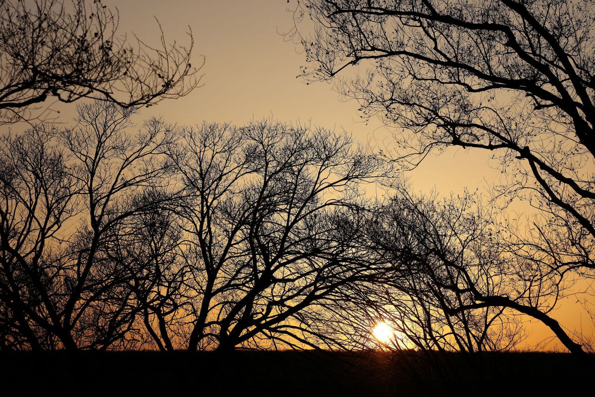 秋ヶ瀬公園の夕日 自然 風景 森林 Ganref