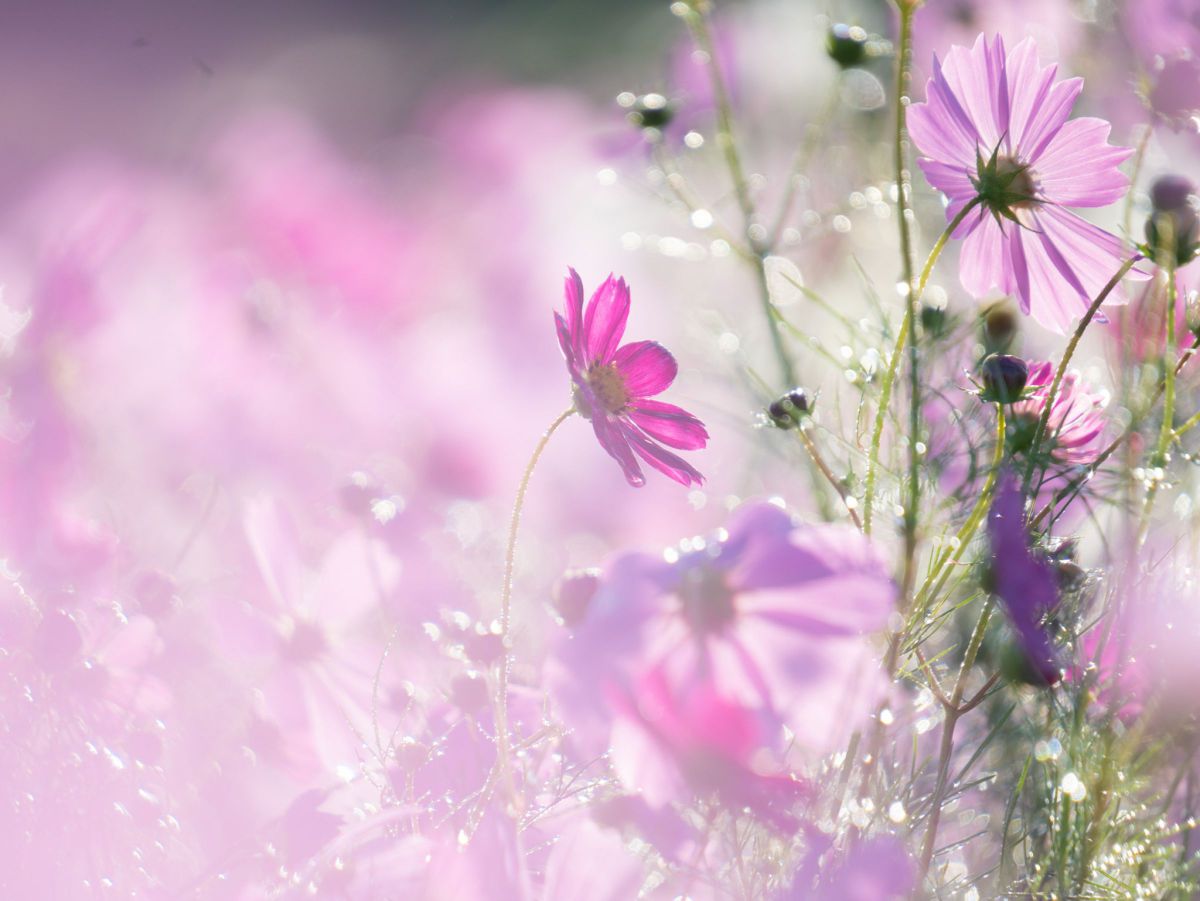 コスモス.jpg GANREF