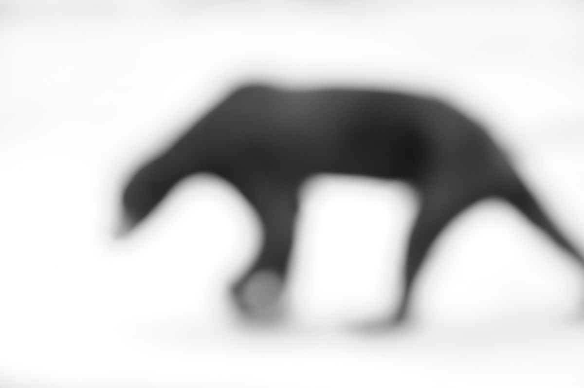 きゃつら 動物 その他の陸の生物 Ganref