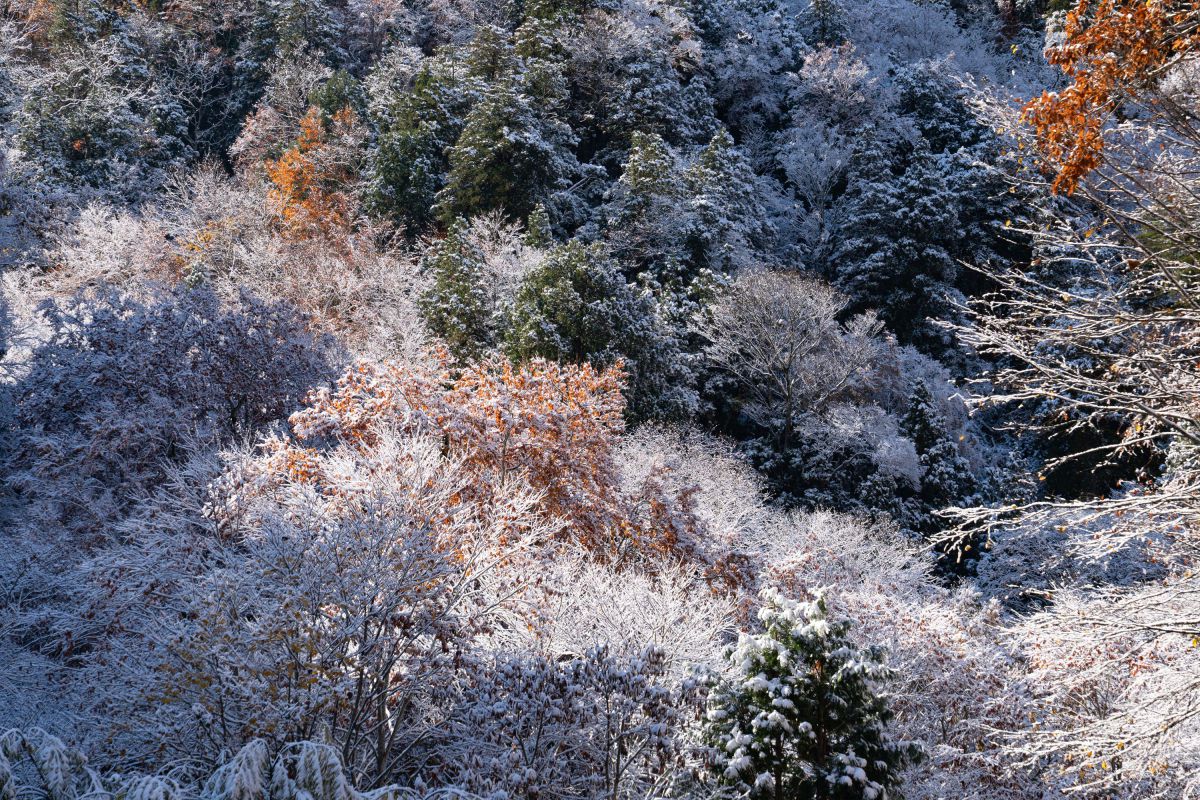autumn then winter | GANREF
