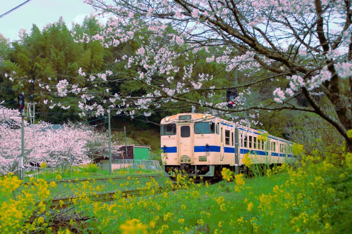 Ai AF Zoom-Nikkor 18-35mm f/3.5-4.5D IF-EDで撮影された写真 | 写真