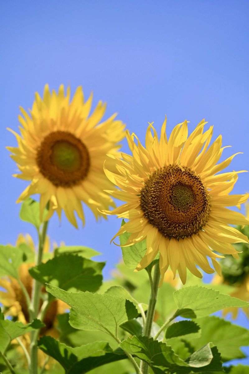 道端に咲いていたひまわり 植物 花 花びら Ganref
