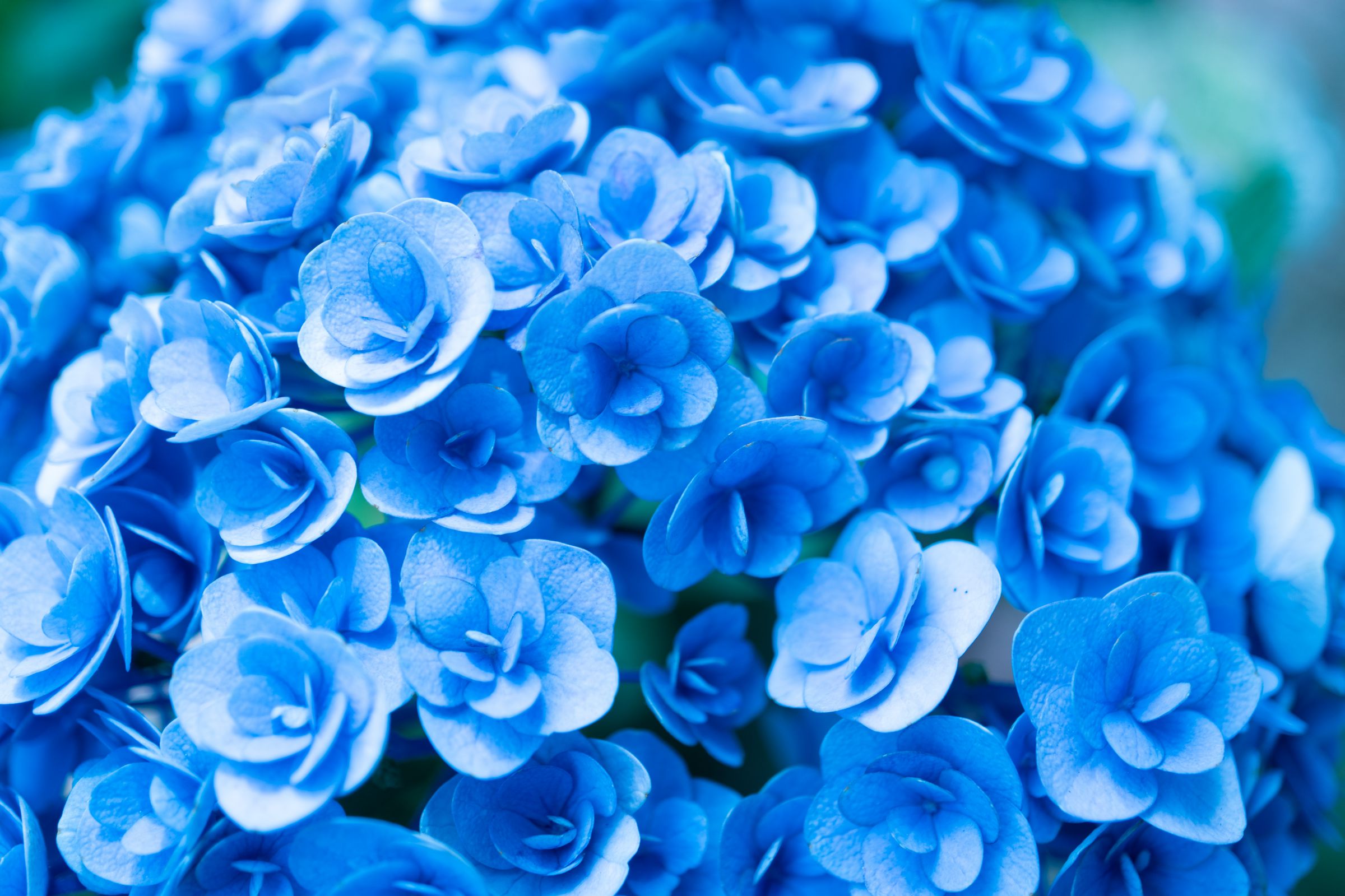 ヤトッチ　紫陽花の花びら ヤトッチ 紫陽花の花びら ヤトッチ 紫陽花の花びら