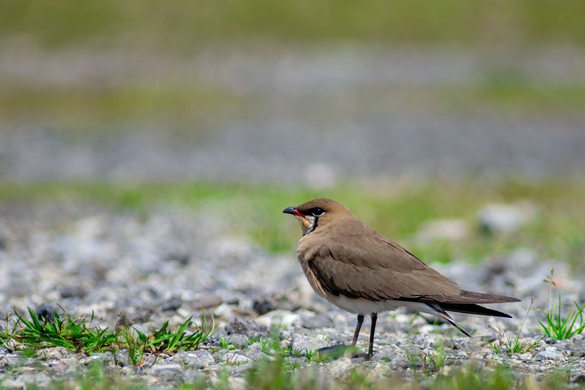 ツバメチドリ GANREF