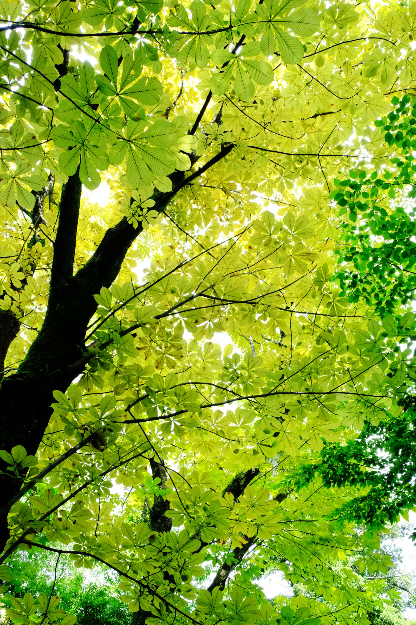 爽やかな緑 | GANREF