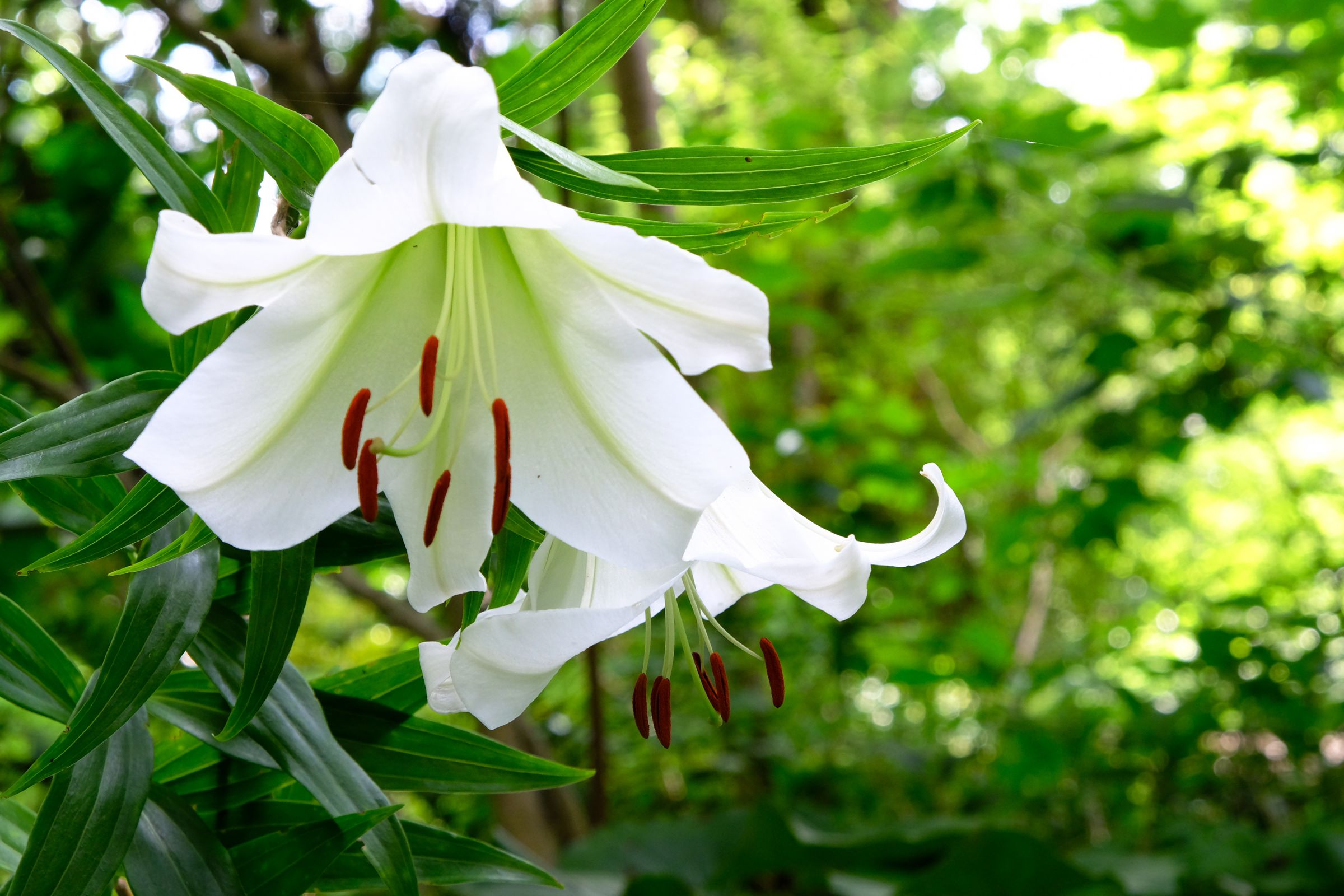 幻の百合 | GANREF