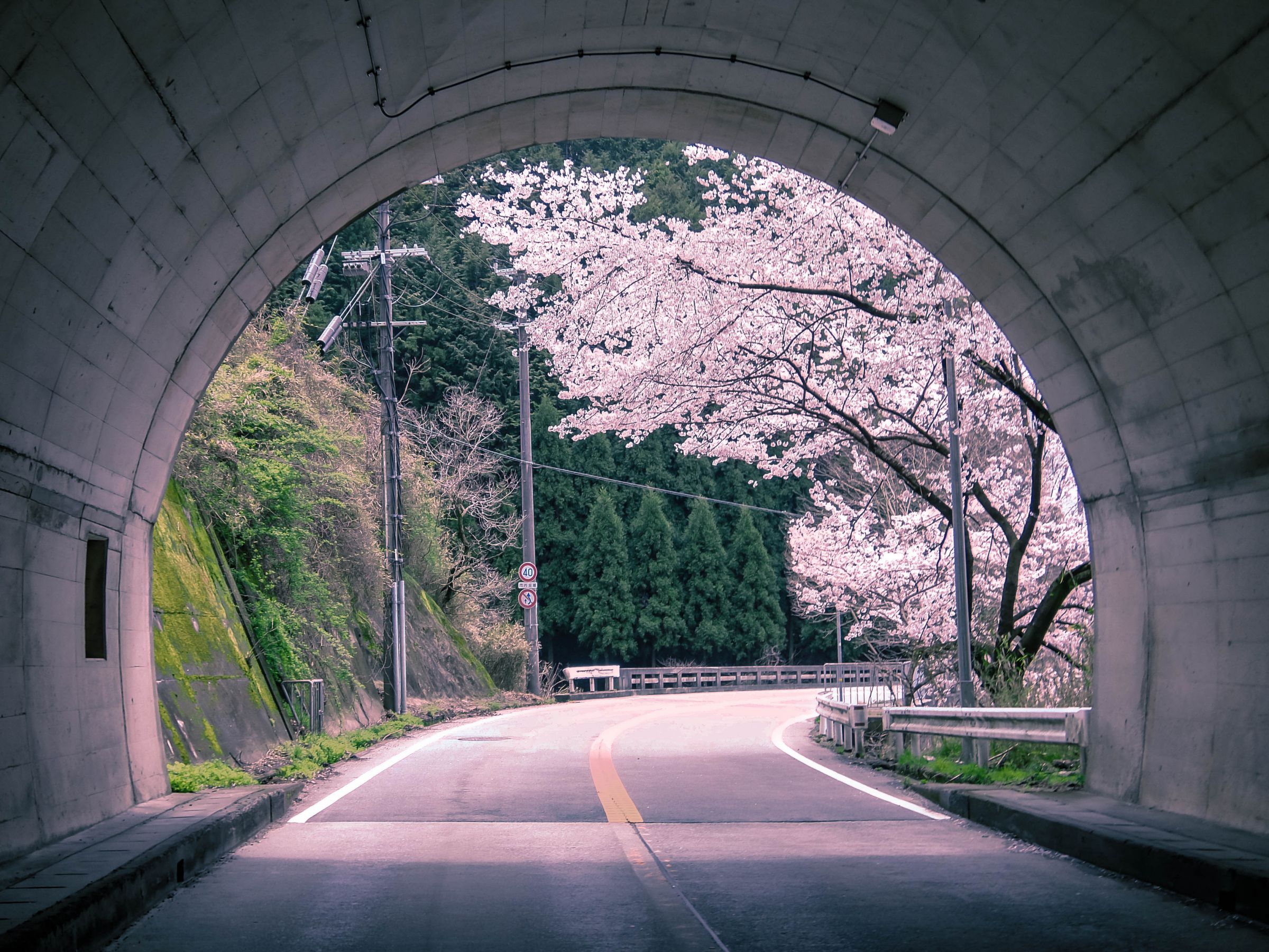 さくらトンネル | GANREF