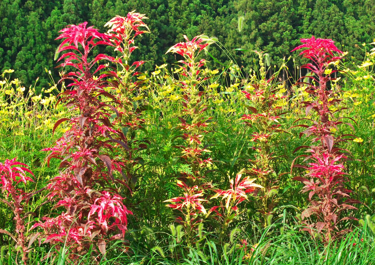 道端の葉鶏頭 植物 花 花びら Ganref