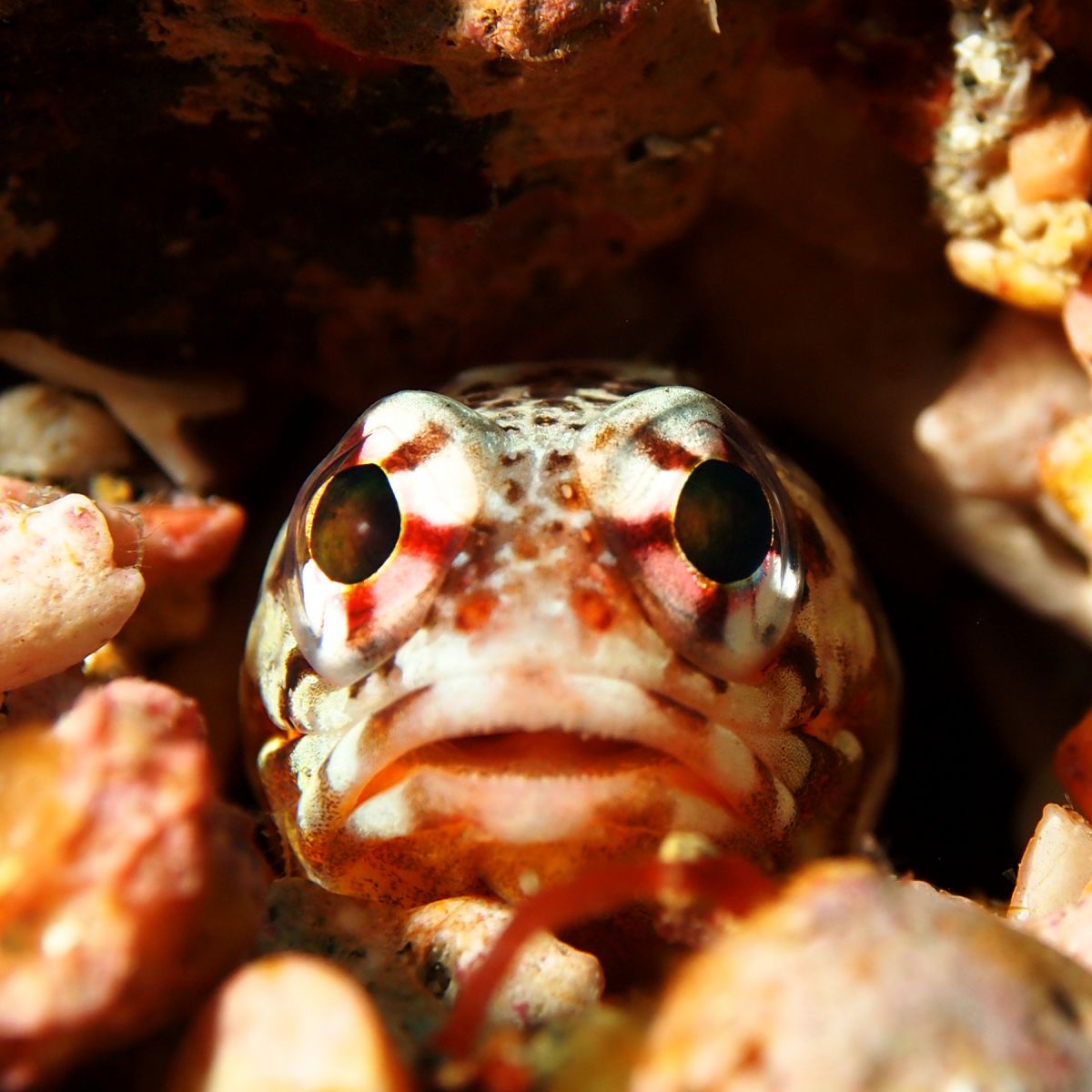 ぽかーん 動物 その他の海の生物 Ganref ぽかーん 動物 その他の海の生物 Ganref