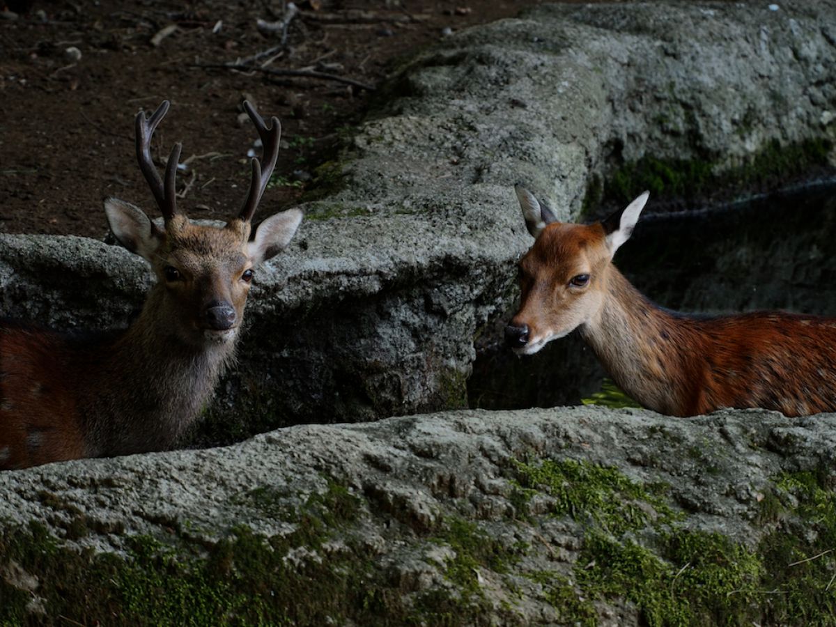 逢い引き 動物 その他の陸の生物 Ganref