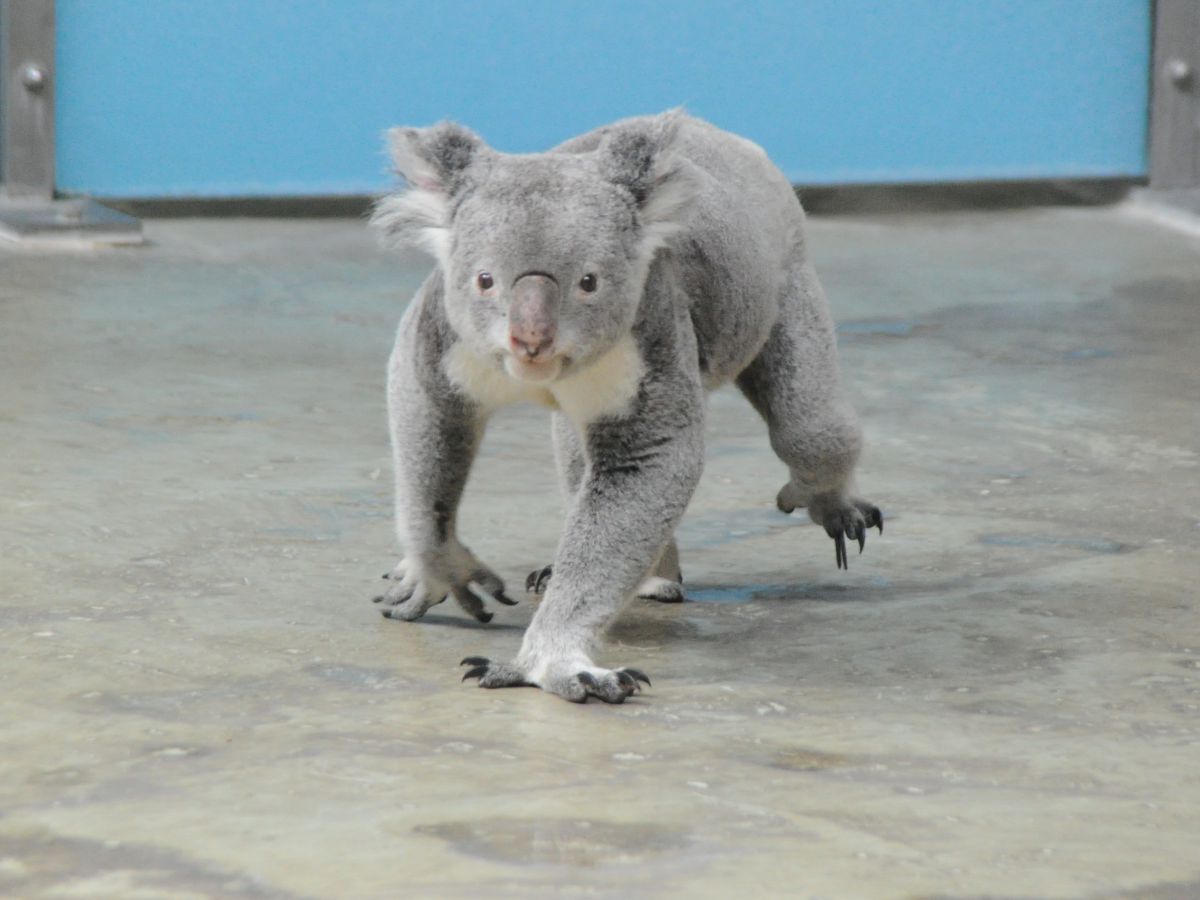 コアラ疾走 動物 小動物 Ganref コアラ疾走 動物 小動物 Ganref