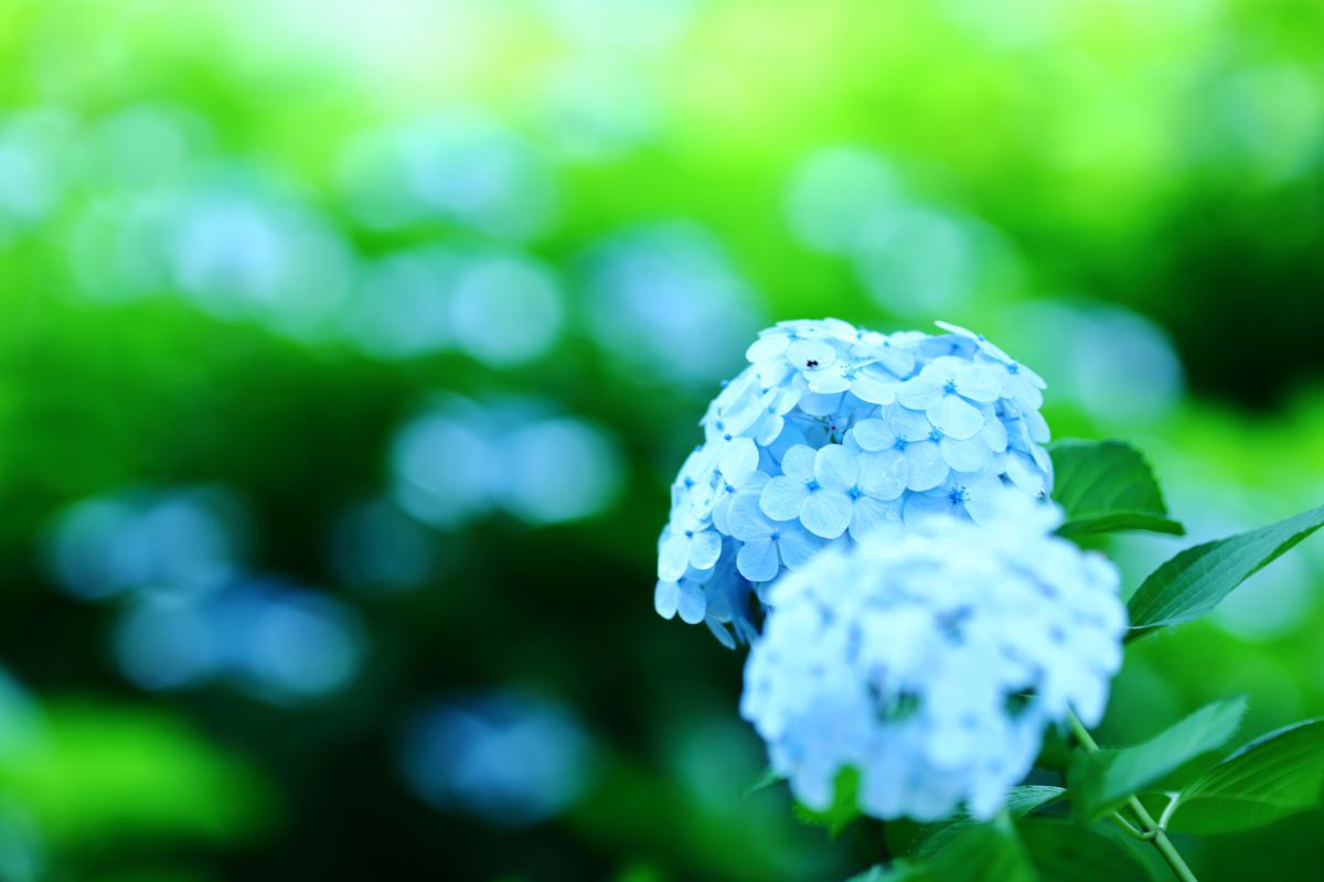 梅雨色 植物 花 花びら Ganref