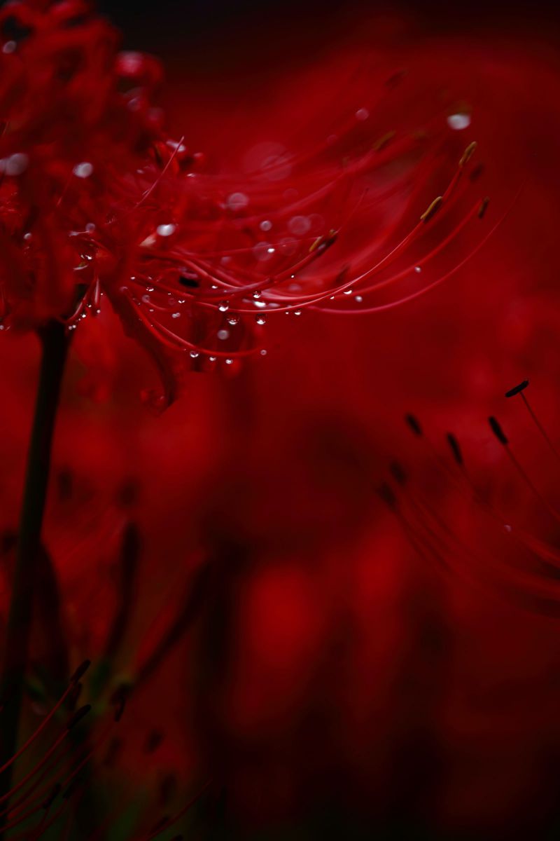 千葉県 印西市 結縁寺 けちえんじ の彼岸花 21年9月 Ganref