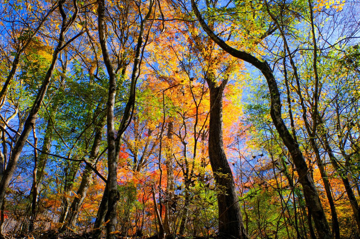 FUJIFILM X-H1で撮影された写真 | 写真検索 | GANREF