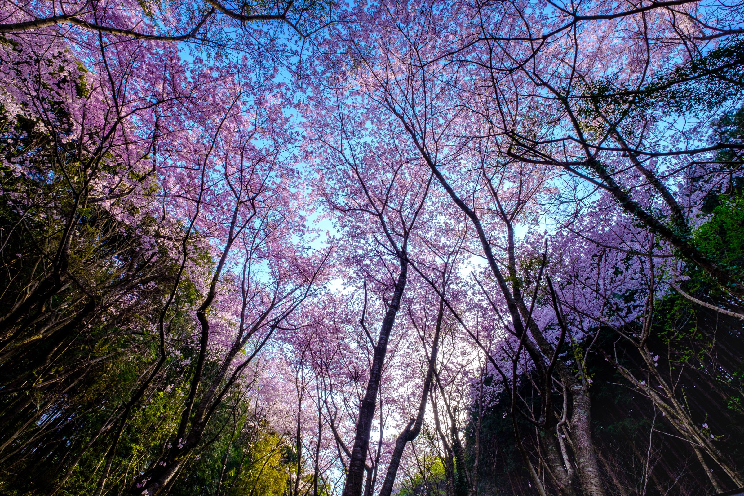 御所ヶ谷住吉池公園の桜 | GANREF