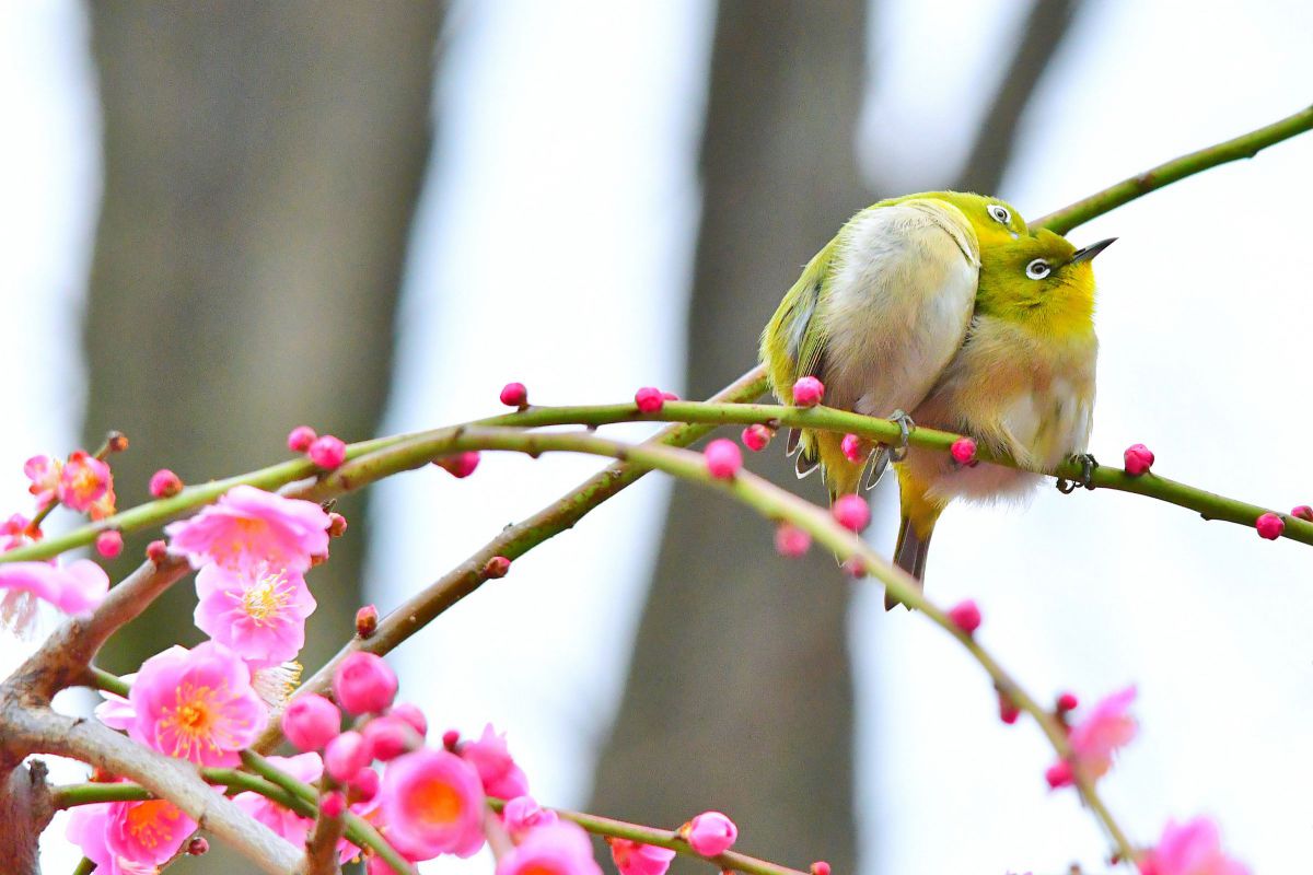100420☆極上品☆シグマ APO 150-500mm F5-6.3 DG O APO 150-500mm