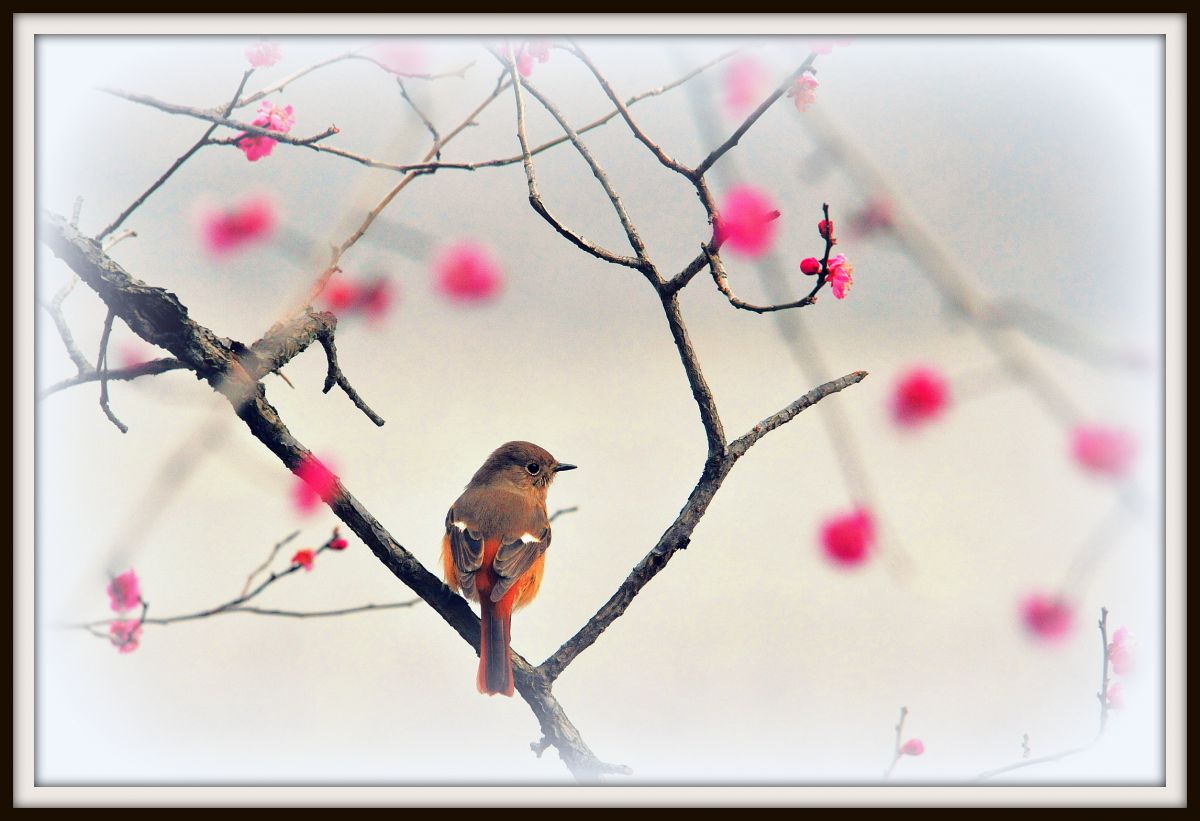 【スーパーマン】動作確認済 APO 150-500mm F5-6.3 Amazon | シグマ(Sigma) SIGMA 超望遠ズームレンズ APO 150