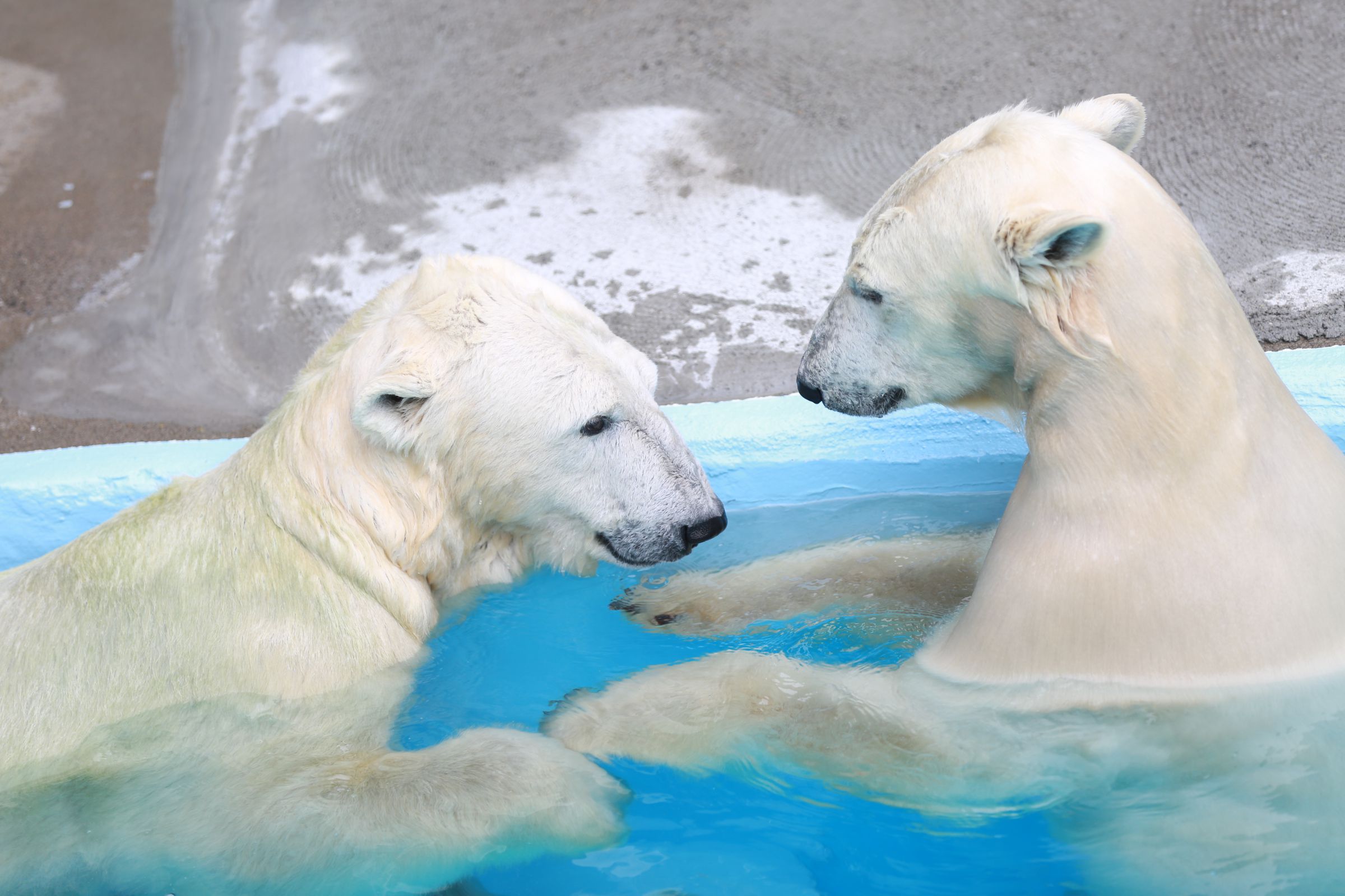 浜松市動物園、ホッキョクグマ親子バフィン＆モモ | GANREF