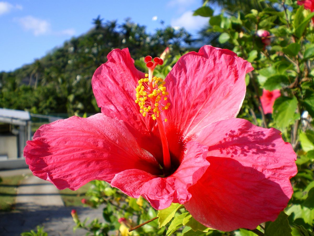 PENTAX Optio M30で撮影された写真 | 写真検索 | GANREF