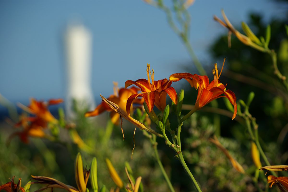 海に咲く 植物 花 花びら Ganref