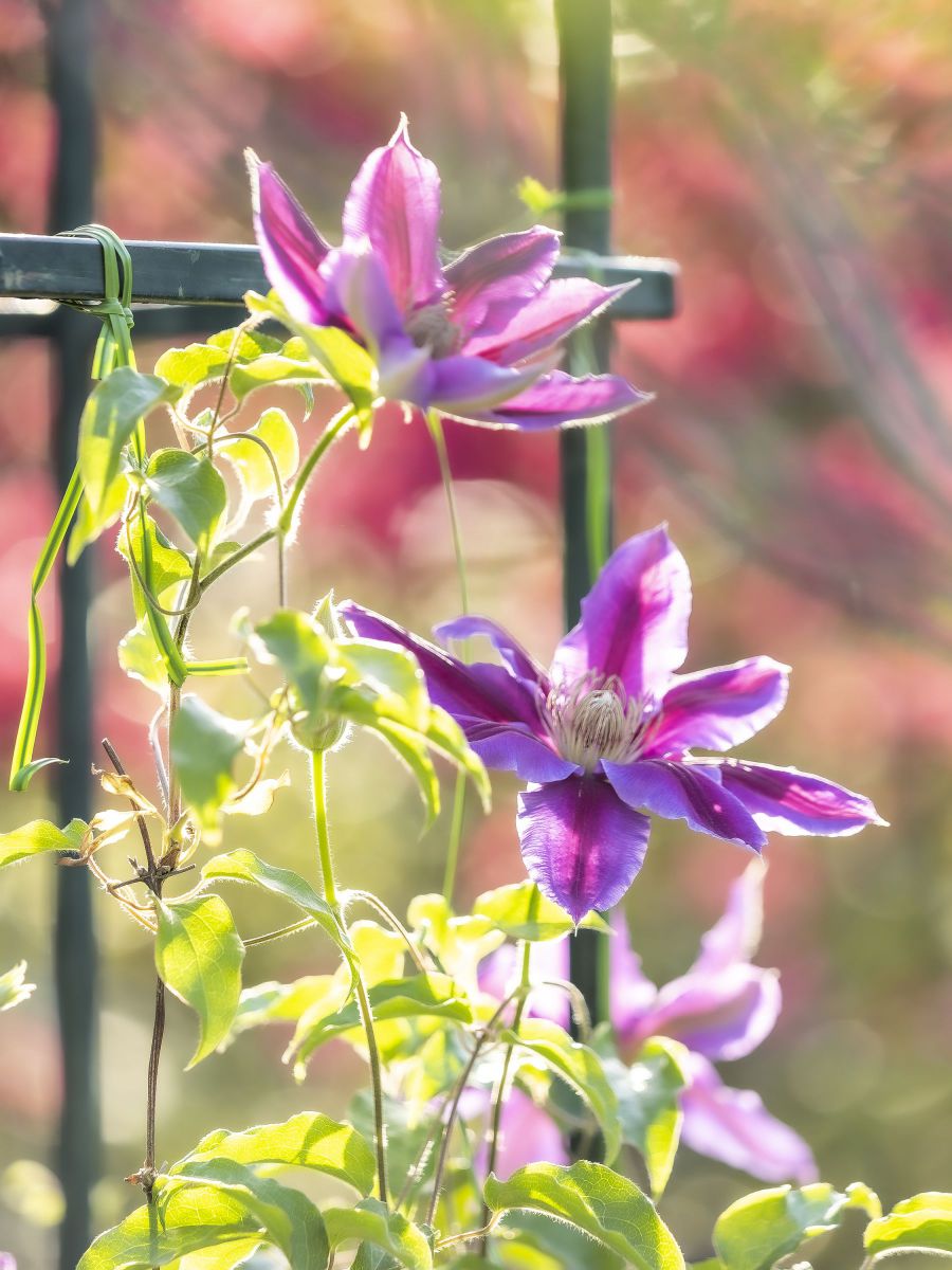 クレマチスの目覚め GANREF