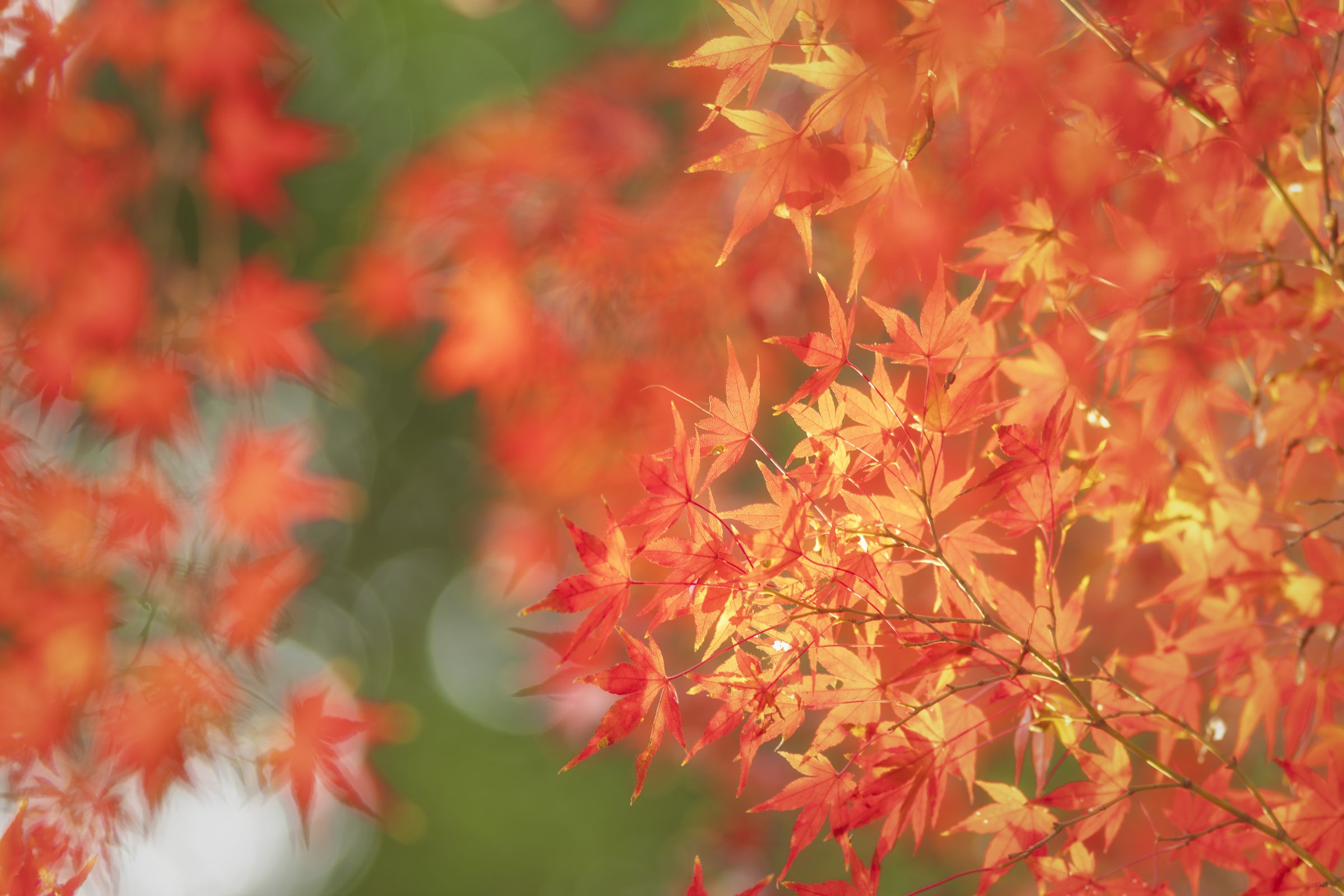 鮮美透涼。山採りシロモジ。 楽天市場】集じん機 京セラ AVC1150 集塵機 : XPRICE楽天市場店