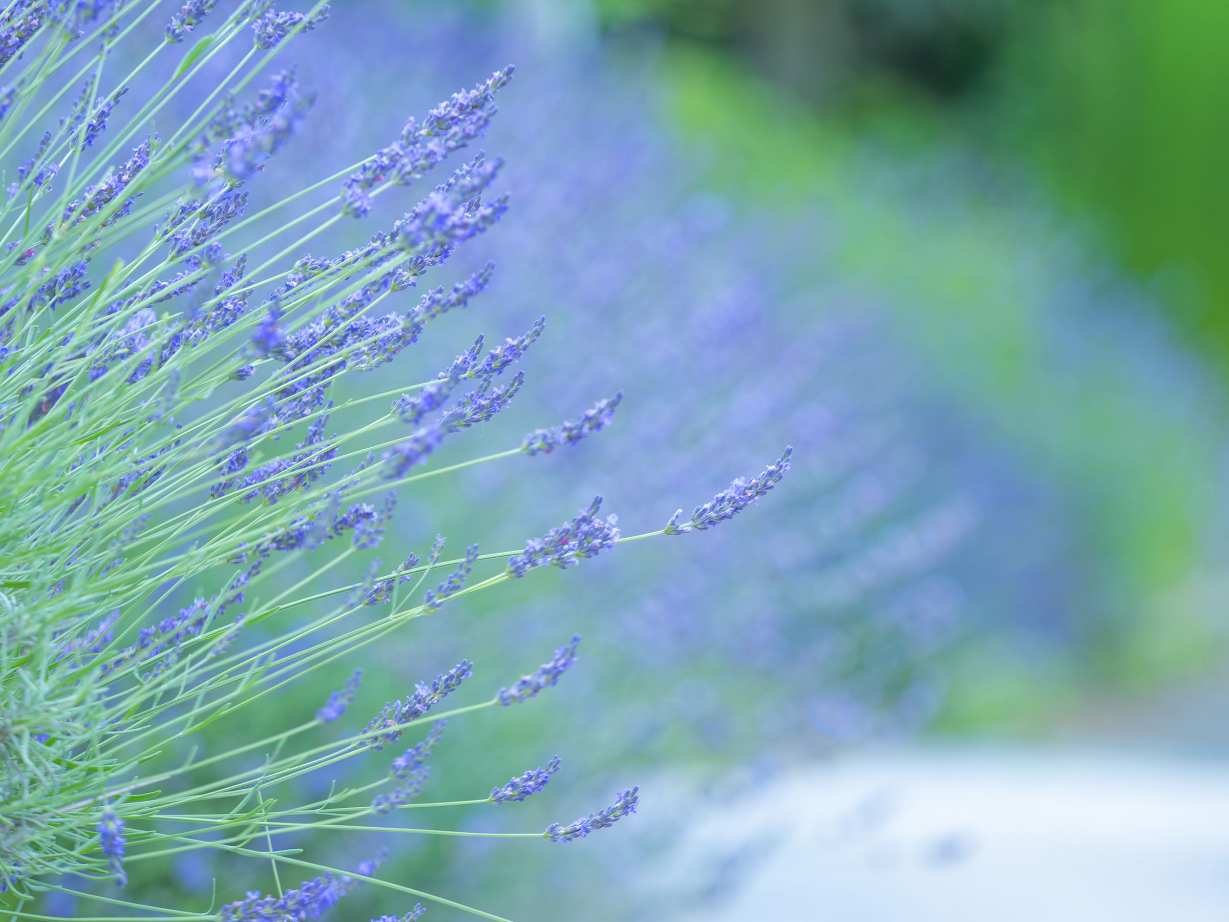 ラベンダー色の風 | GANREF