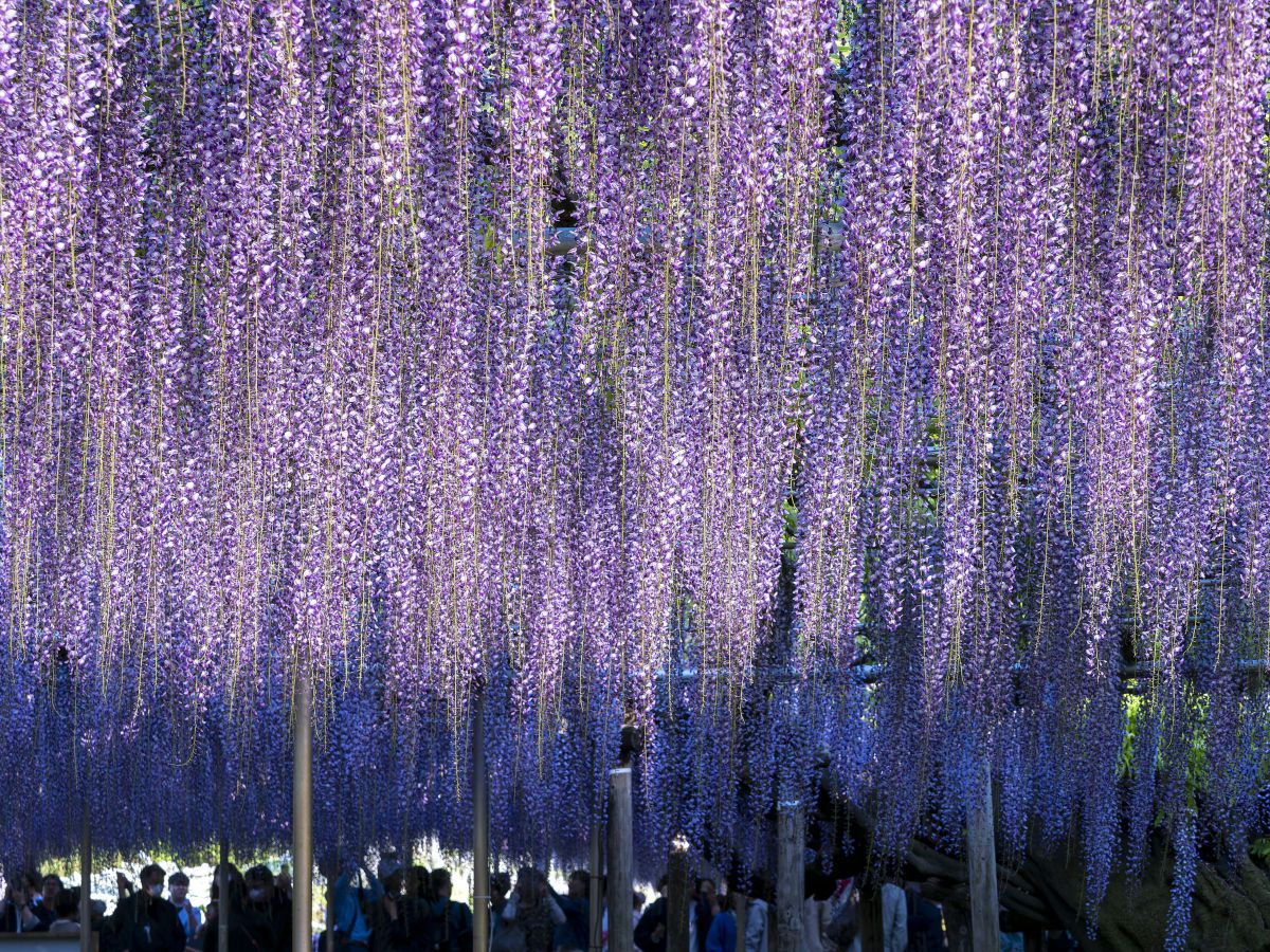 Purple shower | GANREF