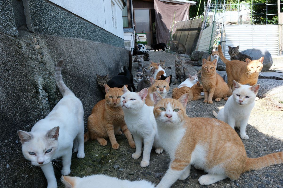 XF16-50mmF2.8-4.8 R LM WRで撮影された写真 | 写真検索 | GANREF